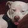 Jasper is registered to the contest to win money with this photo: animal, brown_cushion, canine, close_up, couch, dog, domestic_animal, ears, face, fur, harness, indoor, nose, pet, relaxed, resting, sleeping, snout, tongue_out, white_dog