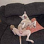 Jasper is registered to the contest to win money with this photo: animal, canine, couch, cozy, dog, domestic_animal, funny_pose, furniture, indoor, living_room, paw, pet, pillow, pink_nose, relaxing, resting, sleeping, sofa, tail, white_dog