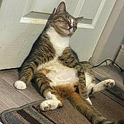 Niño is registered to the contest to win money with this photo: animal, carpet, cat, chubby, cute, door, feline, floor, fur, home, indoor, lazy, paw, pet, relaxed, resting, sitting, tabby, tail, whiskers