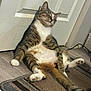 animal, carpet, cat, chubby, cute, door, feline, floor, fur, home, indoor, lazy, paw, pet, relaxed, resting, sitting, tabby, tail, whiskers