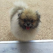 Vally participe au concours pour gagner de l'argent avec cette photo : dog, pomeranian, fluffy, small_dog, tongue_out, happy, pet, animal, cute, fur, outdoor, ground, tail, face, ears, walking, looking_up, canine, companion, friendly