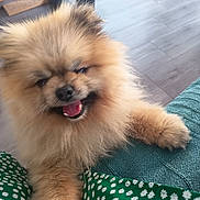 Wilson a rejoint le concours — aidez-le/la à gagner de superbes lots ! dog, puppy, fluffy, small_breed, tan_fur, tongue_out, open_mouth, happy, sitting, paw, pet, portrait, indoor, couch, cushion, wooden_table, floor, green_pattern, teal, closeup