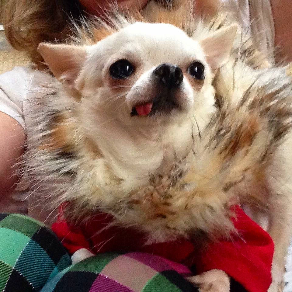 Rocco joined the competition — help win amazing prizes! canidae, carnivore, companion_dog, dog, dog_breed, ear, fawn, fur, mammal, nose, puppy, puppy_love, snout, toy_dog, vertebrate, whiskers