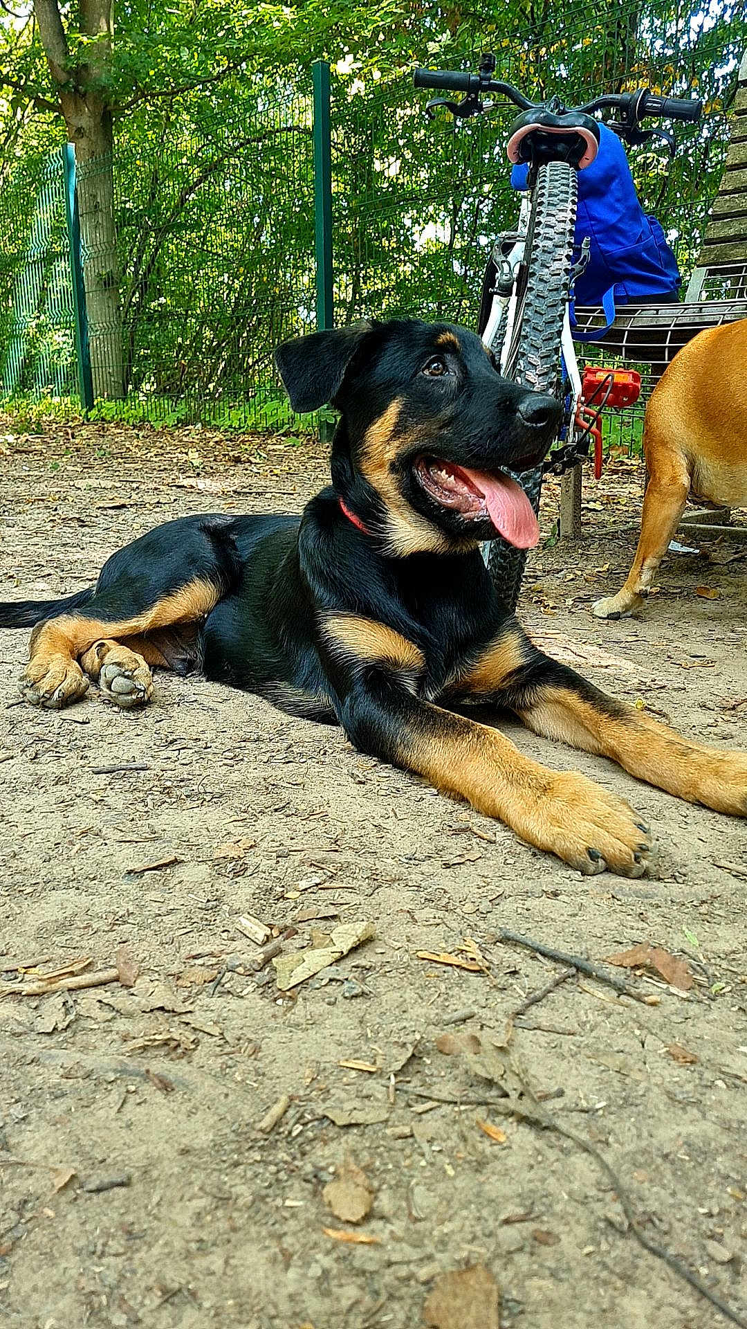 Meenakshi Dhabarry participe au concours pour gagner de l'argent avec cette photo : dog, black_dog, tan_dog, bicycle, backpack, bench, dirt_ground, leaves, tree, park, outdoor, pet, animal, tongue_out, happy, resting, summer, daytime, nature, canine