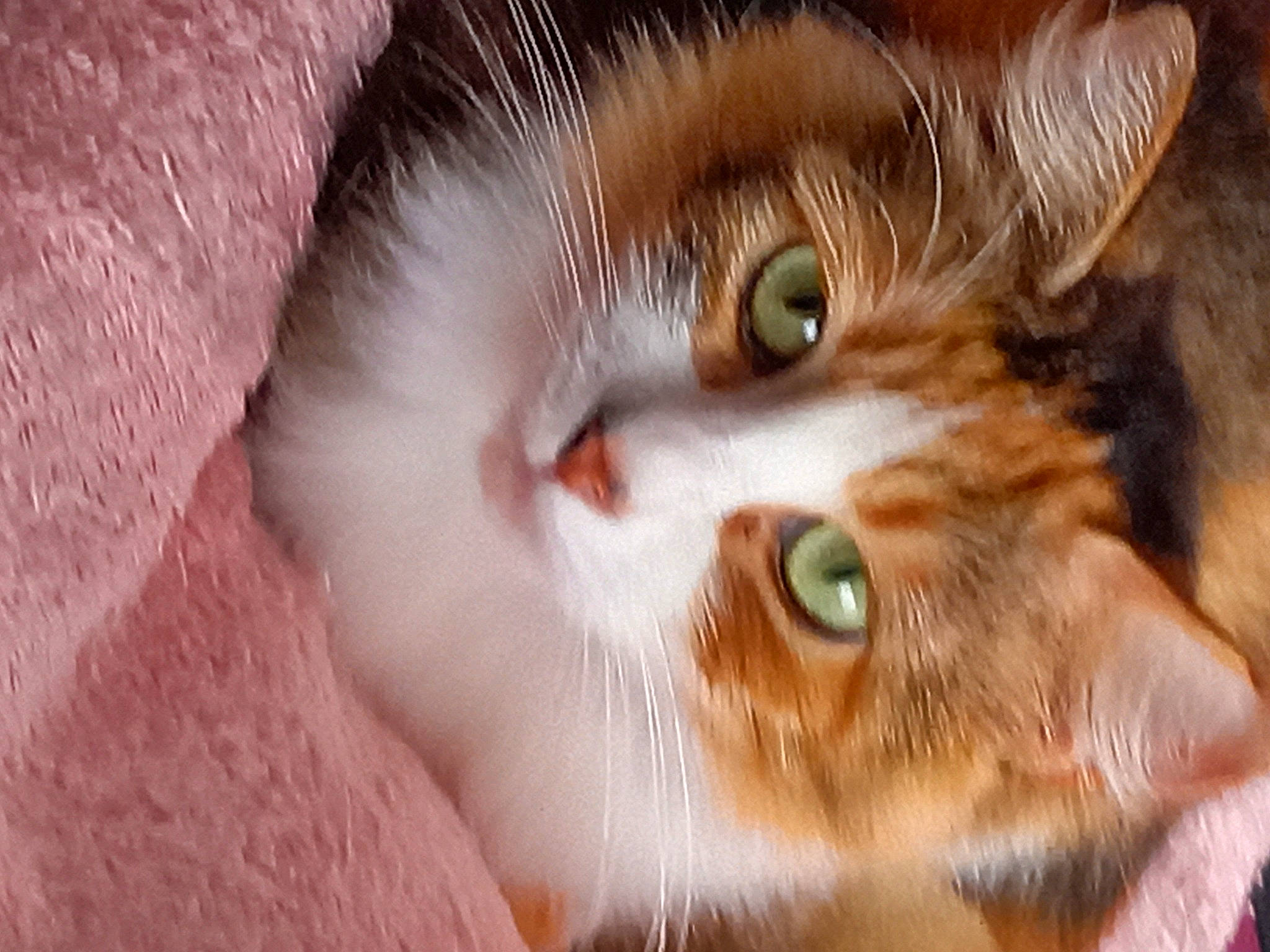 Sidonie participe au concours pour gagner de l'argent avec cette photo : brown, carnivore, cat, close_up, domestic_short_haired_cat, felidae, fur, grass, plant, small_to_medium_sized_cats, snout, tree, whiskers