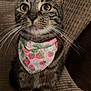 Nala joined the competition — help win amazing prizes! attentive, bandana, bell, cat, close_up, collar, couch, cushion, fabric, feline, fur, indoor, paws, pet, portrait, sitting, strawberry_print, tabby, whiskers, yellow_eyes