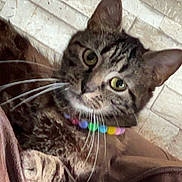 Nala is registered to the contest to win money with this photo: bead_collar, cat, close_up, colorful_collar, curious, cute, ears, face, feline, fur, green_eyes, indoor, muzzle, paw, pet, portrait, stripes, tabby, tiled_floor, whiskers