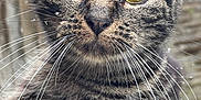 Nala is registered to the contest to win money with this photo: cat, tabby, close_up, whiskers, yellow_eyes, snowflakes, fur, outdoor, pet, animal, face, portrait, winter, nature, mammal, cute, feline, looking, curious, soft