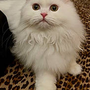 Charmin is registered to the contest to win money with this photo: animal, blanket, cat, close_up, curious, cute, eyes, feline, fluffy, fur, indoor, leopard_print, long_hair, paw, pet, pink_nose, portrait, sitting, whiskers, white_cat