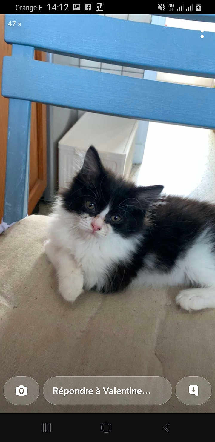 Gizmo