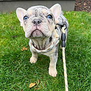 Stuart joined the competition — help win amazing prizes! puppy, dog, french_bulldog, blue_eyes, grass, harness, leash, outdoor, pet, young_dog, animal, cute, canine, close_up, nature, greenery, garden, small_dog, looking_up, standing