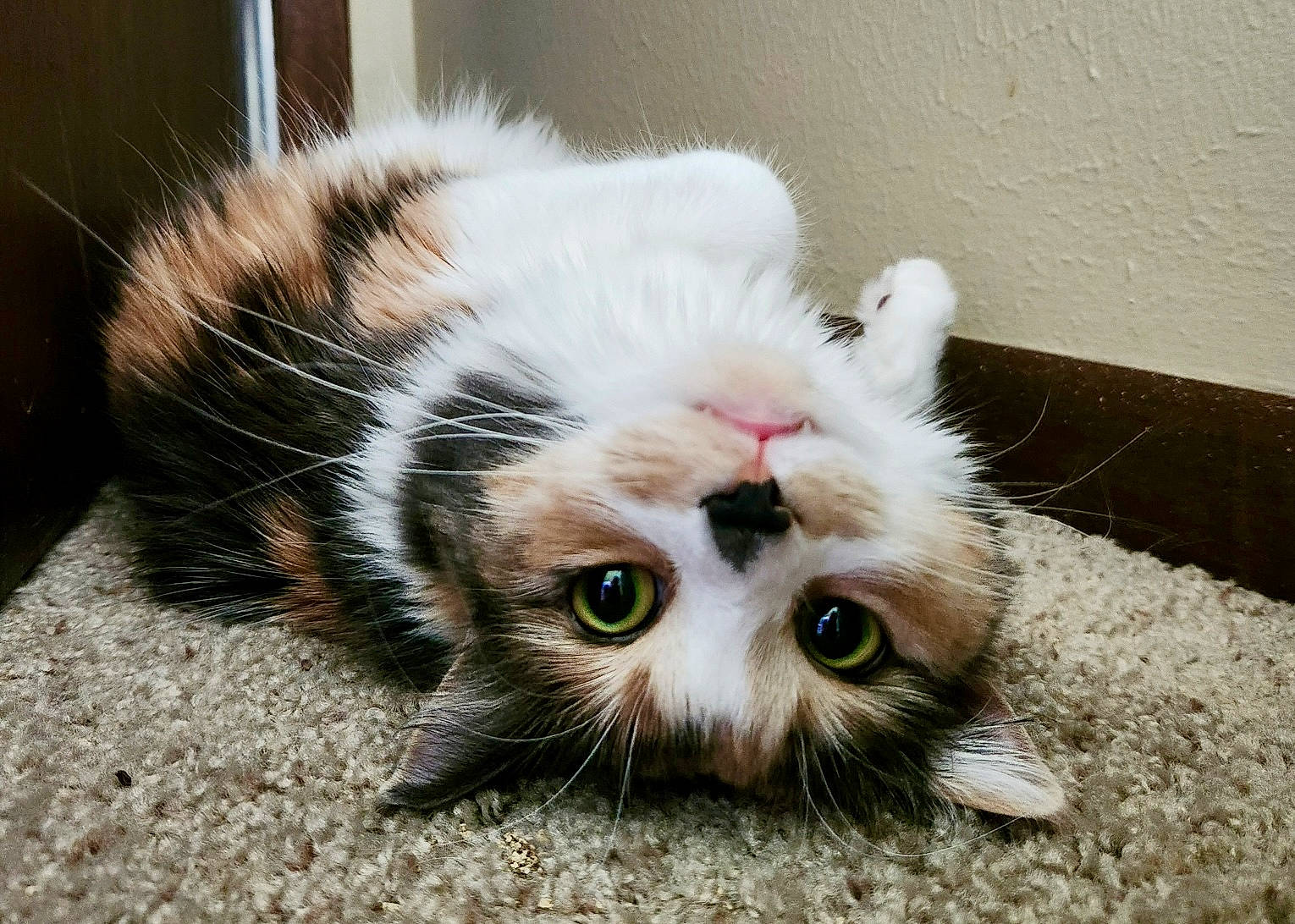 Cleopatra is registered to the contest to win money with this photo: carnivore, cat, claw, domestic_short_haired_cat, felidae, fur, paw, photo_caption, plant, small_to_medium_sized_cats, snout, terrestrial_animal, whiskers