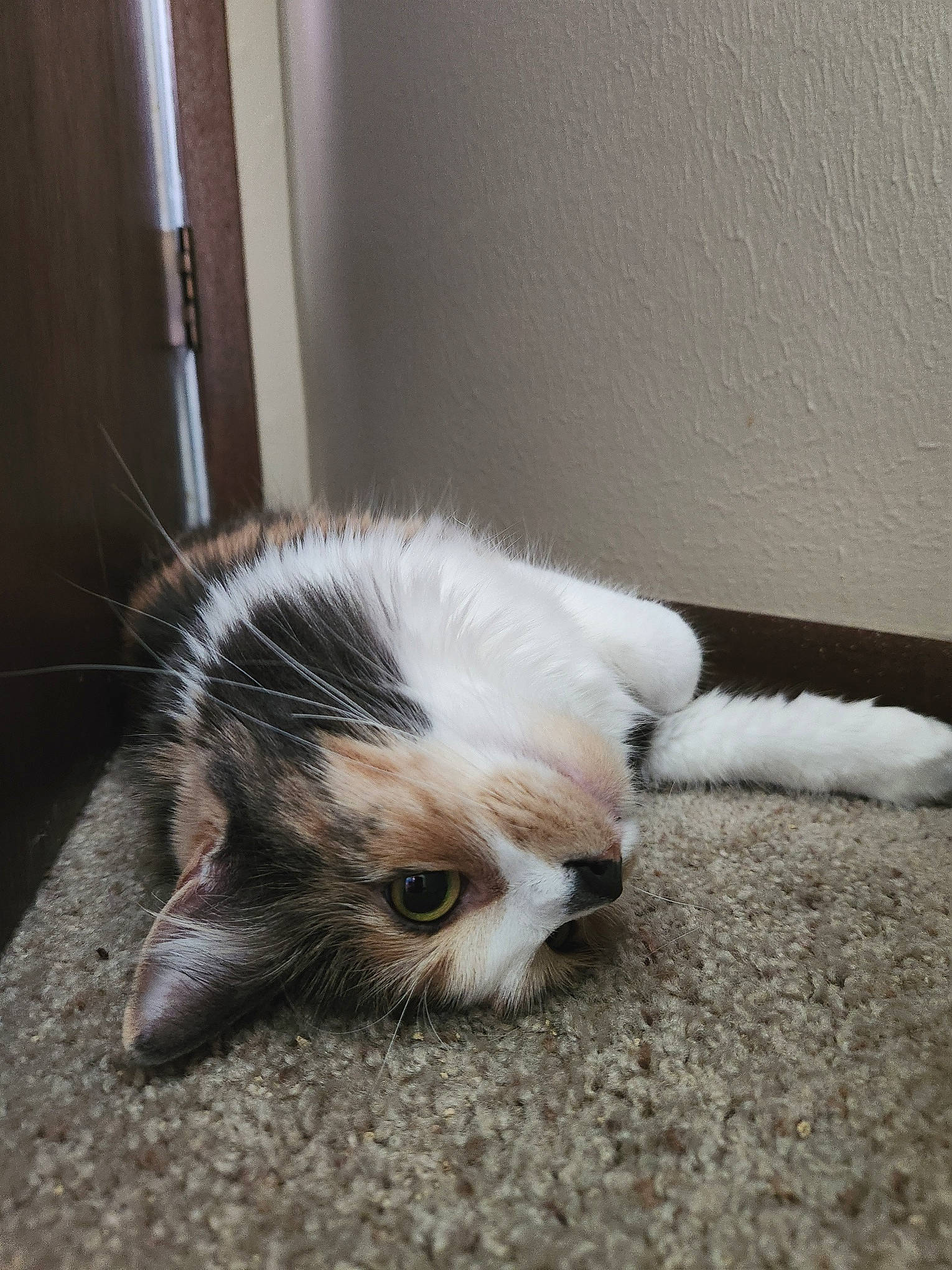 Cleopatra joined the competition — help win amazing prizes! carnivore, cat, claw, comfort, domestic_short_haired_cat, door, fawn, felidae, flooring, foot, fur, hardwood, paw, room, small_to_medium_sized_cats, snout, tail, whiskers, window, wood