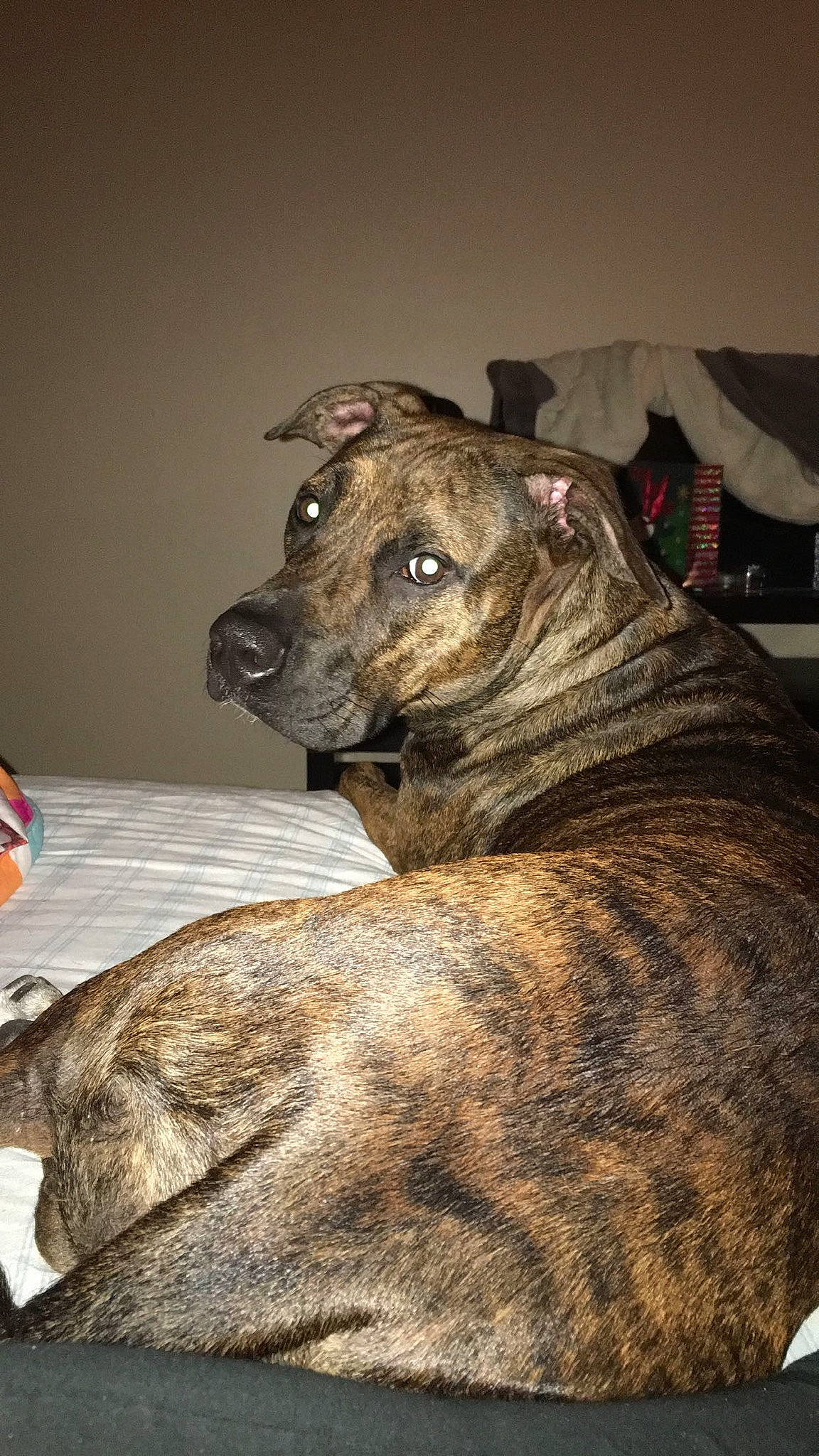 Hinatta is registered to the contest to win money with this photo: ancient_dog_breeds, canidae, carnivore, companion_dog, dog, dog_breed, fawn, fur, guard_dog, non_sporting_group, snout, sporting_group, terrestrial_animal, whiskers, working_dog, wrinkle