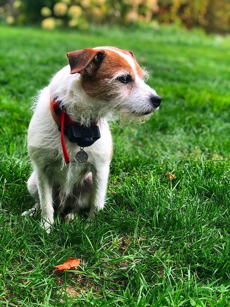 Ruger joined the competition — help win amazing prizes! canidae, carnivore, collar, companion_dog, dog, dog_breed, fawn, grass, grassland, groundcover, irishjacks, lawn, plant, puppy, snout, sporting_group, tail, terrestrial_animal, terrier, whiskers