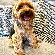 Leo joined the competition — help win amazing prizes! animal, companion, couch, cozy, cute, dog, fluffy, friendly, fur, happy, home, indoor, mammal, pet, pillows, relaxed, sitting, small_dog, smiling, tongue_out
