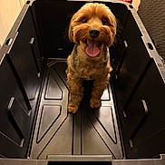 Leo is registered to the contest to win money with this photo: dog, pet, plastic_bin, tongue_out, happy, indoor, floor, black, container, cute, canine, small_dog, fur, tongue, eyes, mouth, animal, domestic_animal, looking_up, brown