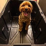 dog, pet, plastic_bin, tongue_out, happy, indoor, floor, black, container, cute, canine, small_dog, fur, tongue, eyes, mouth, animal, domestic_animal, looking_up, brown