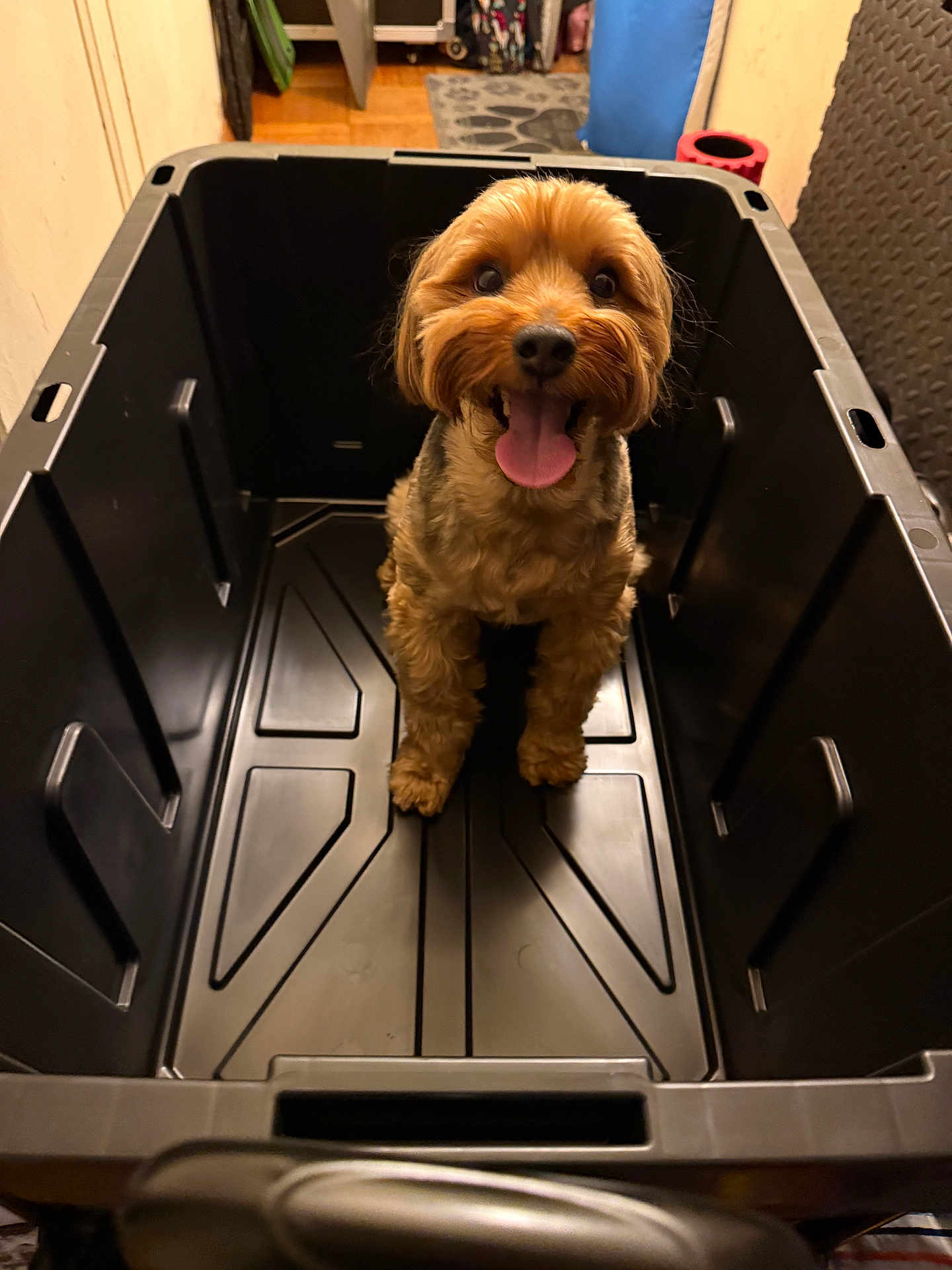 Leo is registered to the contest to win money with this photo: dog, pet, plastic_bin, tongue_out, happy, indoor, floor, black, container, cute, canine, small_dog, fur, tongue, eyes, mouth, animal, domestic_animal, looking_up, brown
