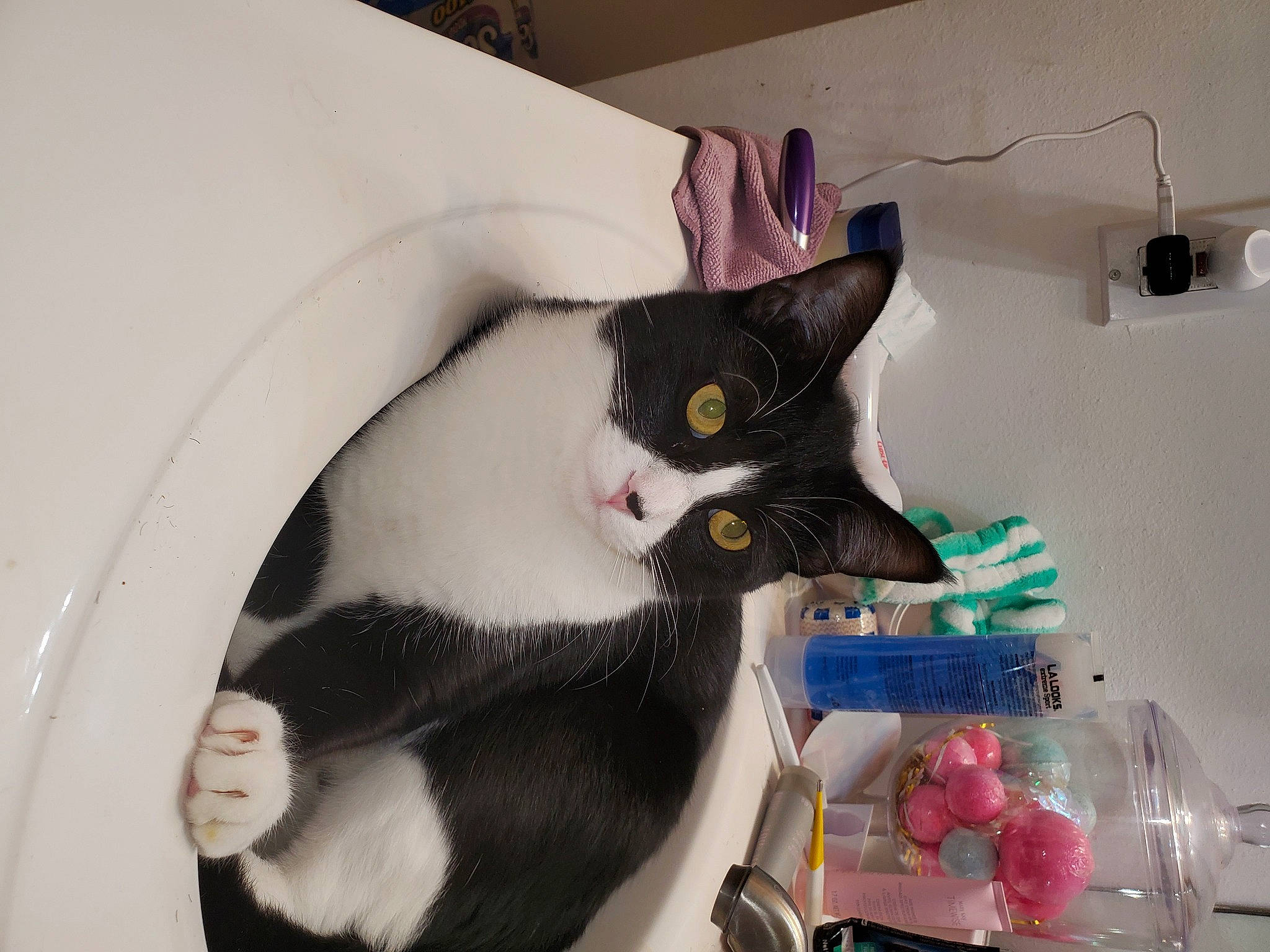 Jackson Rhiannon is registered to the contest to win money with this photo: box, cardboard, carnivore, cat, cat_supply, comfort, domestic_short_haired_cat, felidae, fur, packaging_and_labeling, paper_product, paw, pet_supply, room, small_to_medium_sized_cats, tail, whiskers