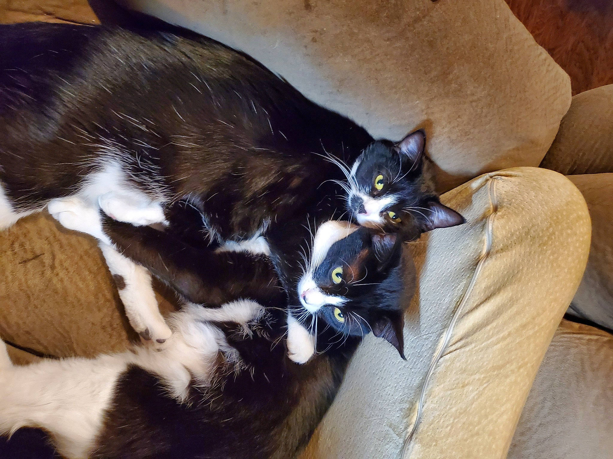 Jackson Rhiannon joined the competition — help win amazing prizes! black_cat, carnivore, cat, cat_supply, claw, comfort, domestic_short_haired_cat, door, felidae, fur, lap, paw, small_to_medium_sized_cats, tail, whiskers