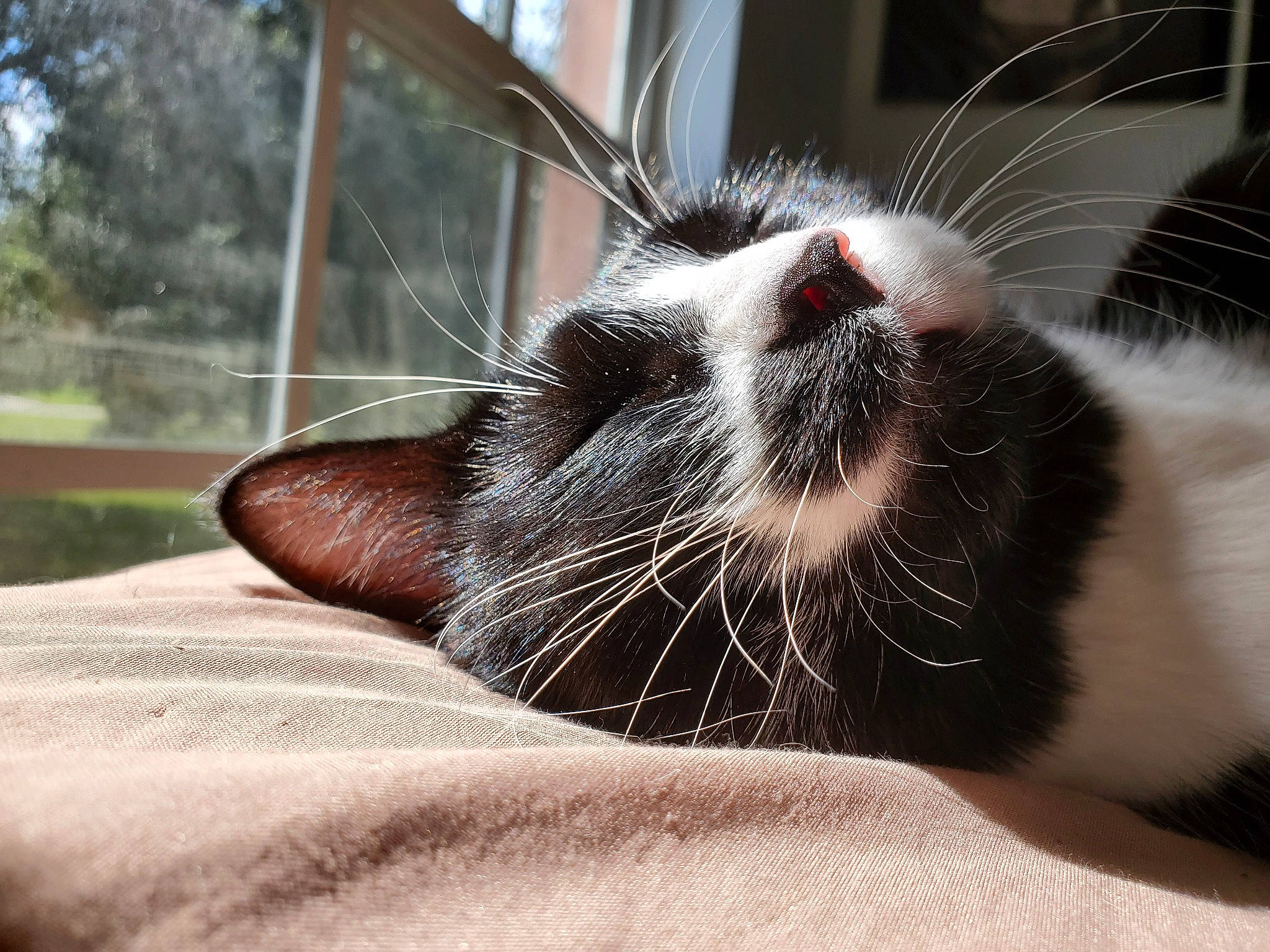 Jackson Rhiannon joined the competition — help win amazing prizes! carnivore, cat, claw, comfort, domestic_short_haired_cat, felidae, fur, nap, paw, sleep, small_to_medium_sized_cats, snout, whiskers, window