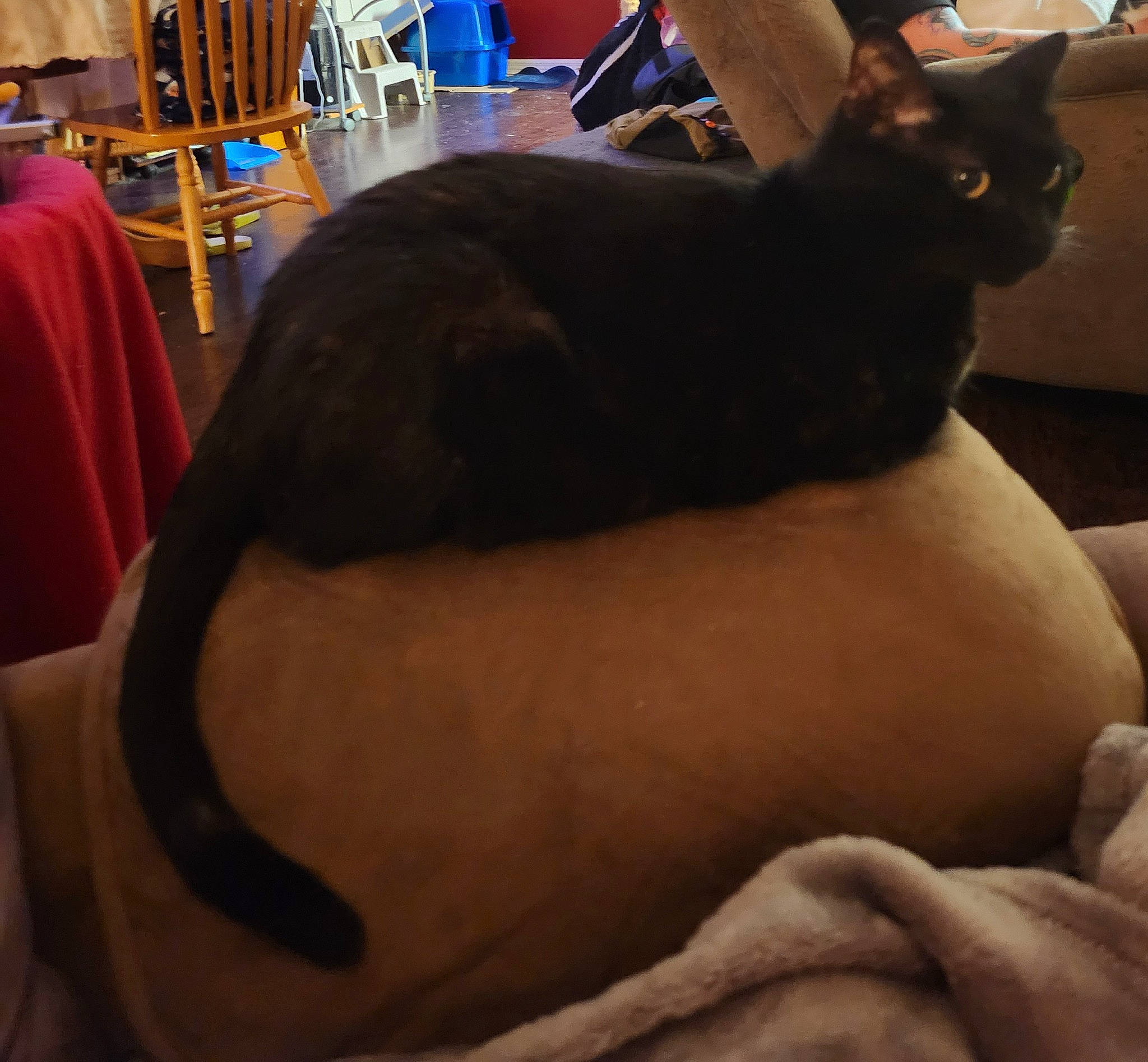 Galaxy is registered to the contest to win money with this photo: black, bombay, carnivore, cat, chair, chest, comfort, domestic_short_haired_cat, felidae, fur, gesture, human_leg, lap, sitting, small_to_medium_sized_cats, snout, table, tail, thigh, whiskers