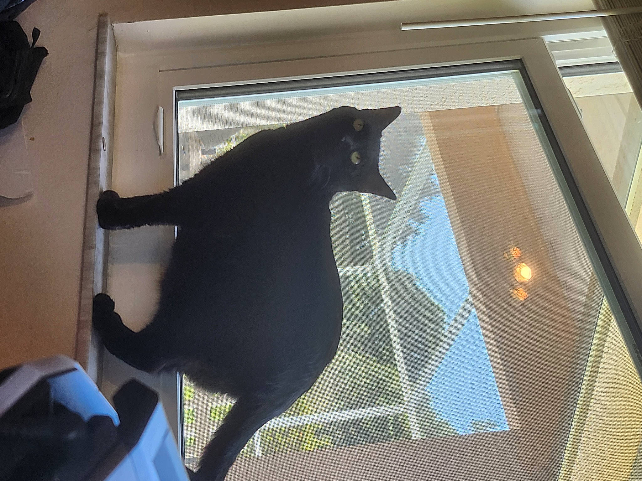 Galaxy is registered to the contest to win money with this photo: black_cat, carnivore, cat, comfort, felidae, fixture, fur, glass, interior_design, pet_supply, rectangle, room, shade, shadow, small_to_medium_sized_cats, tail, tints_and_shades, whiskers, window, wood