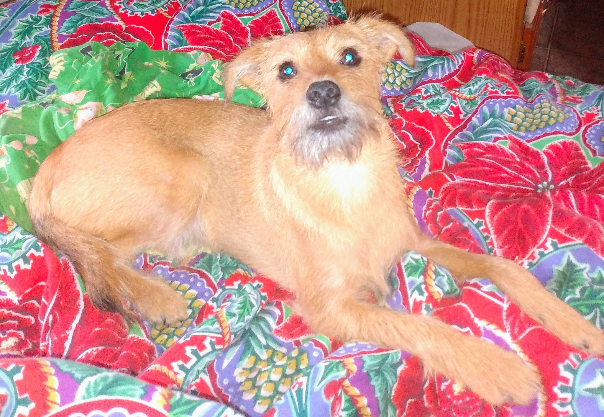 Barney is registered to the contest to win money with this photo: bed, canidae, carnivore, companion_dog, dog, dog_breed, dog_supply, fawn, fur, linens, liver, pattern, paw, pet_supply, sporting_group, terrestrial_animal, toy_dog, whiskers, working_animal