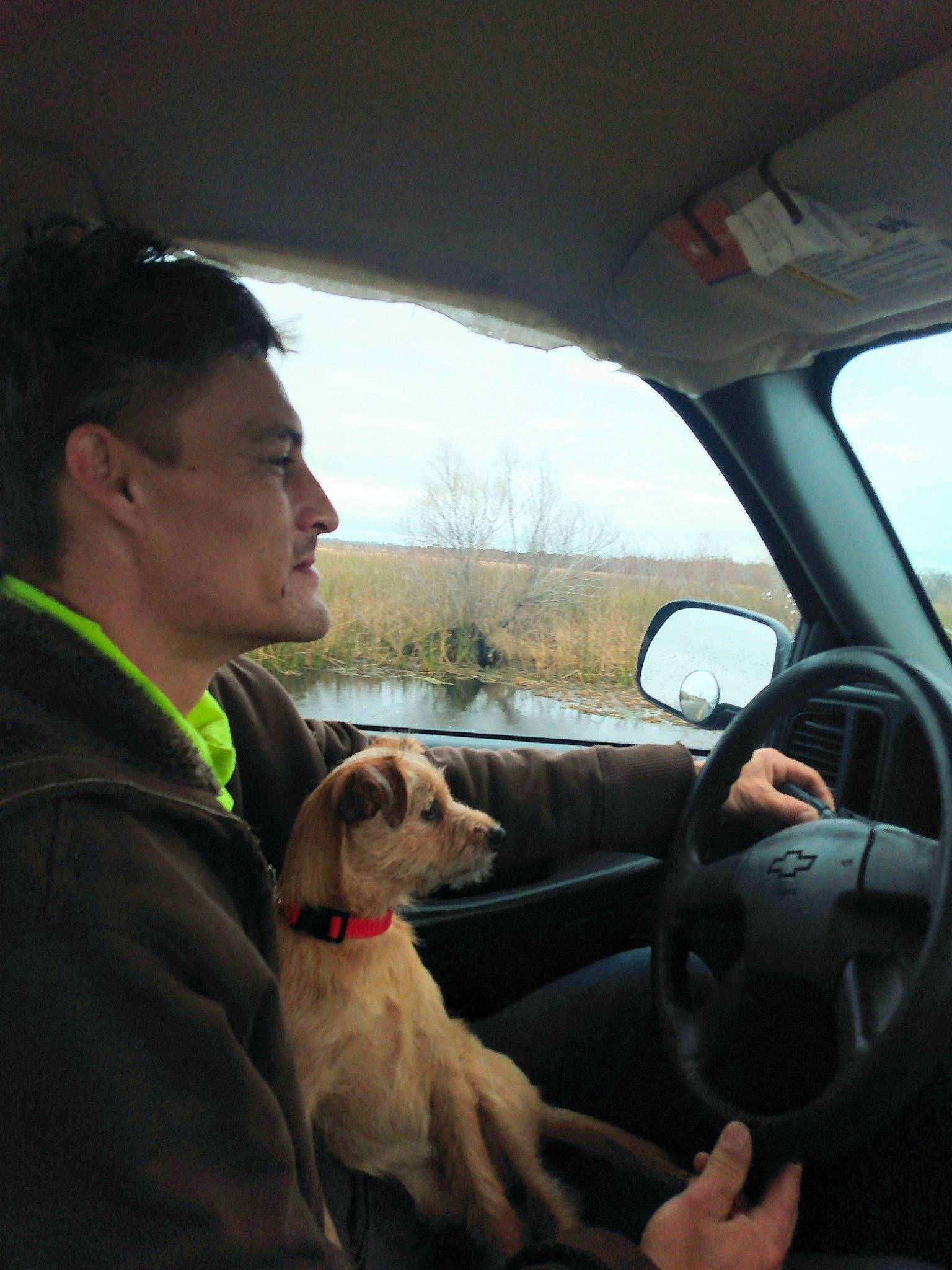 Barney joined the competition — help win amazing prizes! automotive_exterior, automotive_mirror, car, carnivore, companion_dog, dog, dog_breed, fawn, mirror, motor_vehicle, plant, rear_view_mirror, sky, snout, steering_wheel, tree, vehicle, vehicle_door, vertebrate, window