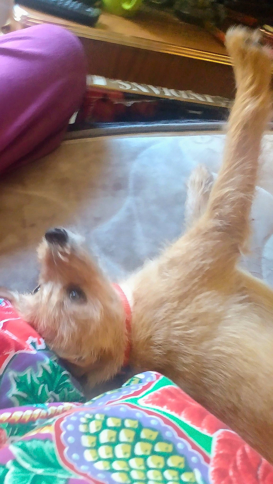 Barney joined the competition — help win amazing prizes! airedale_terrier, ball, carnivore, companion_dog, dog, dog_breed, dog_clothes, dog_supply, fawn, felidae, fur, liver, small_terrier, snout, sporting_group, terrier, toy_dog, whiskers, working_animal, yorkshire_terrier