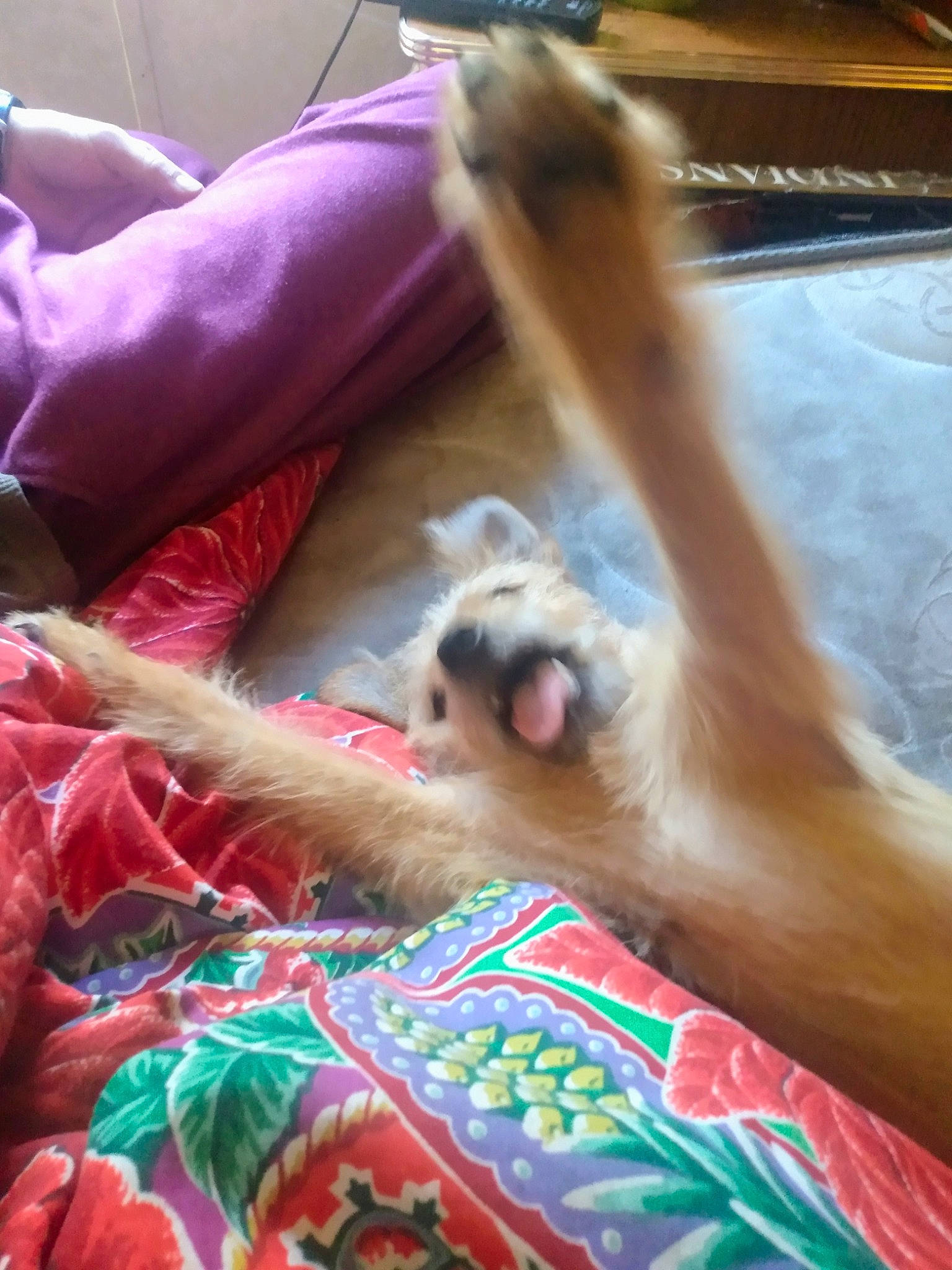 Barney joined the competition — help win amazing prizes! barefoot, canidae, carnivore, comfort, companion_dog, dog_breed, fawn, felidae, finger, fun, fur, human_leg, linens, nail, pattern, small_to_medium_sized_cats, sporting_group, toy, whiskers, wood