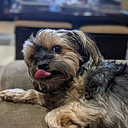 Milo joined the competition — help win amazing prizes! dog, tongue, pet, cute, fluffy, canine, animal, indoor, couch, fur, relaxed, playful, mouth, nose, ears, laying, closeup, expression, domestic, friendly