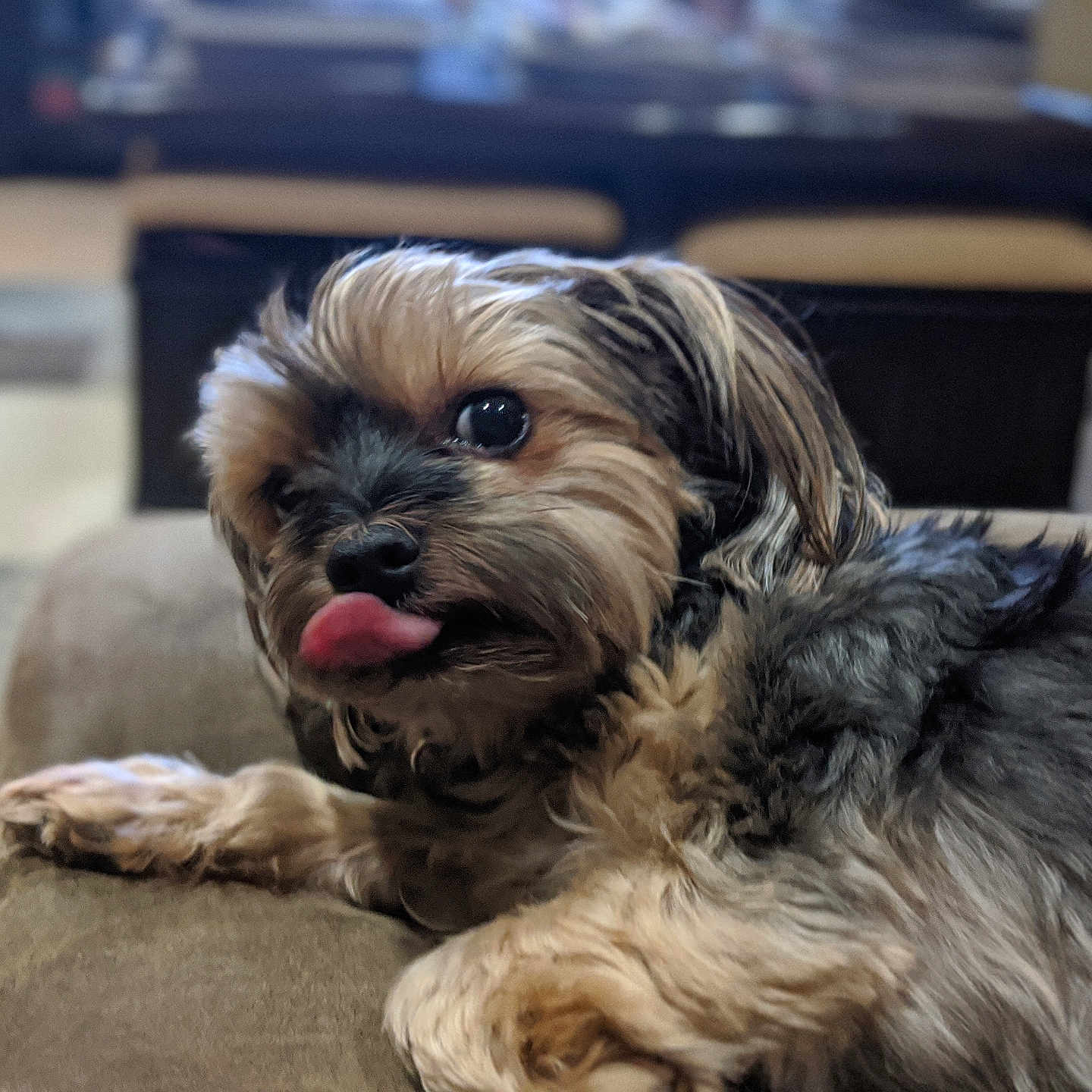 Milo joined the competition — help win amazing prizes! animal, canine, closeup, couch, cute, dog, domestic, ears, expression, fluffy, friendly, fur, indoor, laying, mouth, nose, pet, playful, relaxed, tongue