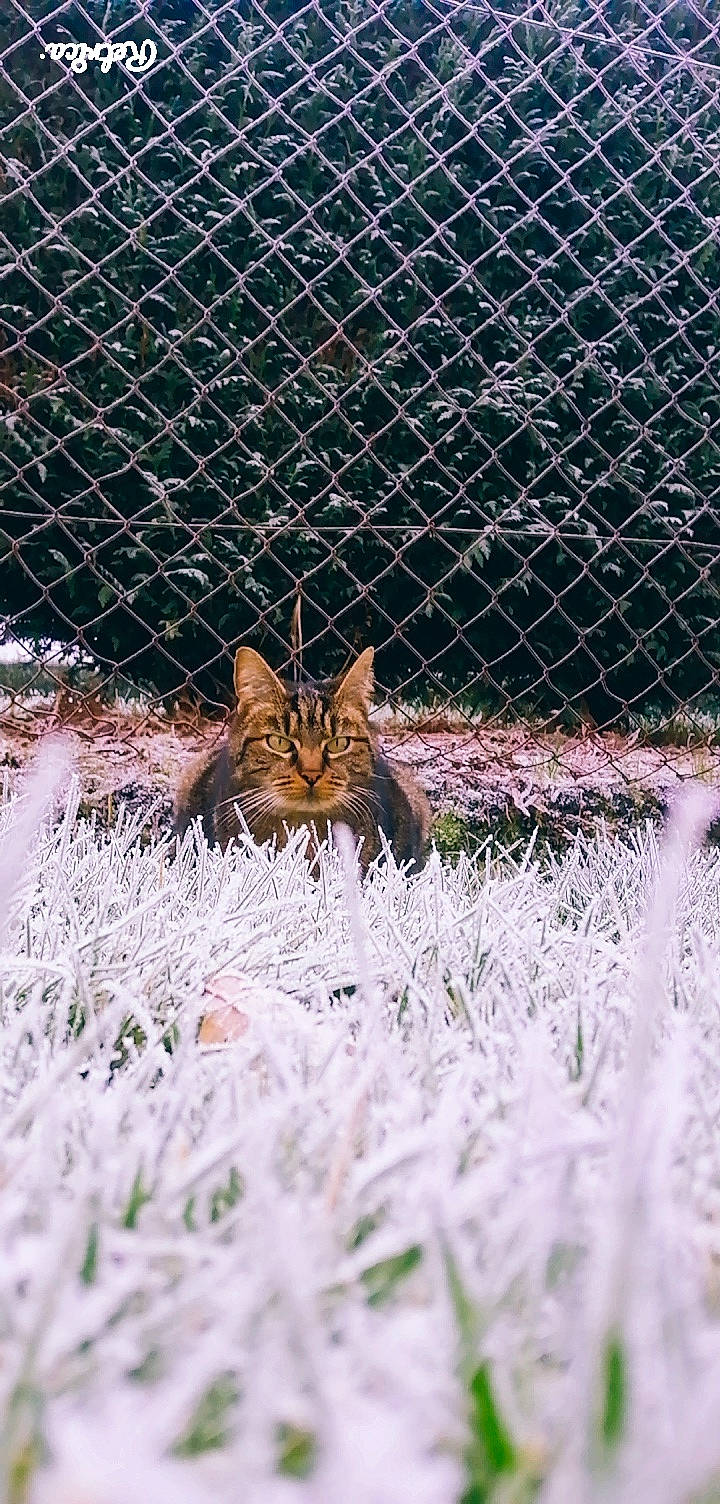 Bonbon a rejoint le concours — aidez-le/la à gagner de superbes lots ! animal_shelter, carnivore, cat, chain_link_fencing, fawn, felidae, fence, fur, grass, lynx, mammal, mesh, organism, plant, small_to_medium_sized_cats, snout, tail, terrestrial_animal, whiskers, wire_fencing