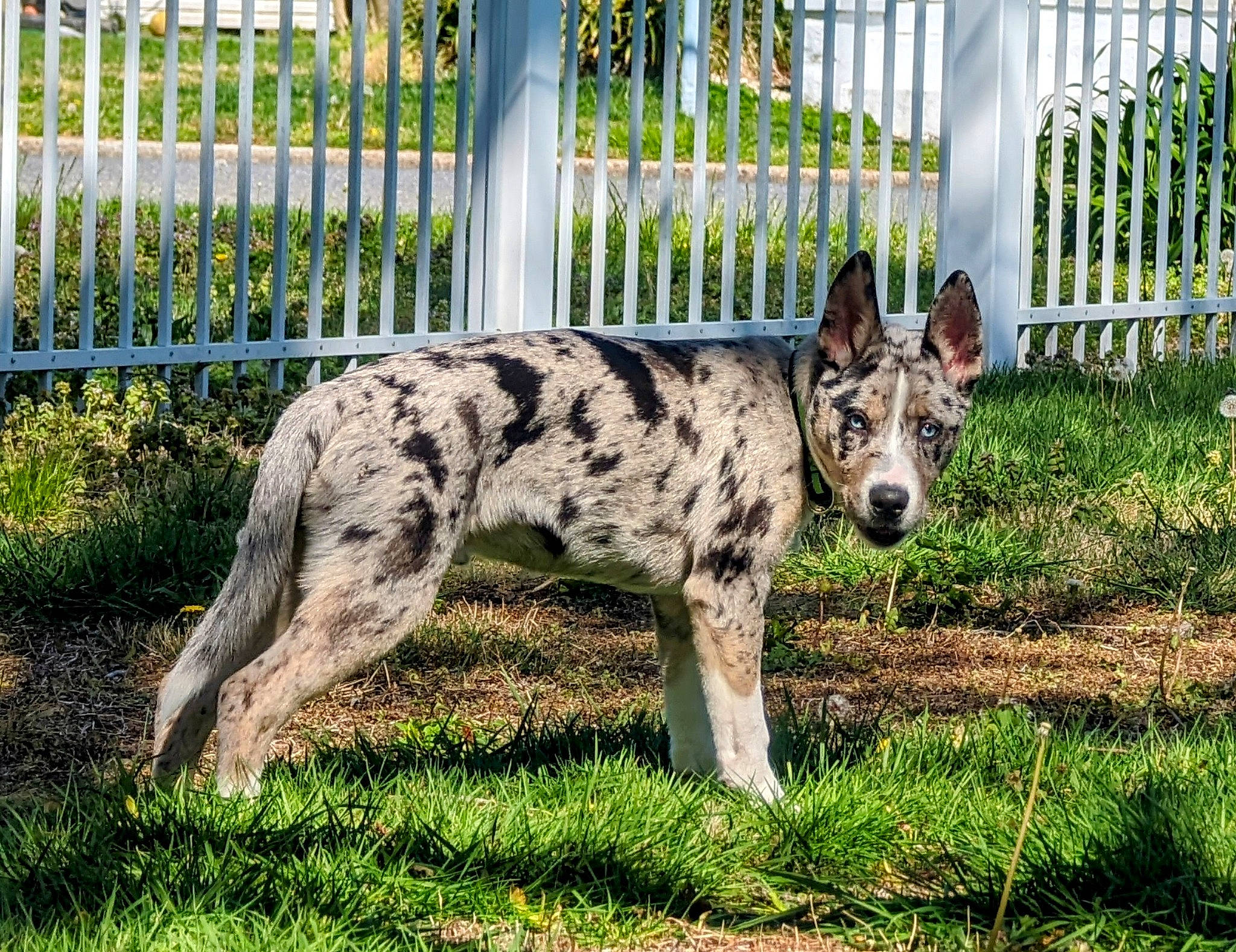 Finn is registered to the contest to win money with this photo: canidae, carnivore, companion_dog, dog, dog_breed, fawn, fence, grass, herding_dog, home_fencing, lycaon_pictus, plant, snout, sporting_group, tail, terrestrial_animal, wildlife, working_animal, working_dog
