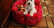 Smoky participe au concours pour gagner de l'argent avec cette photo : canidae, carnivore, companion_dog, dog, dog_breed, flooring, mammal, puppy, small_terrier, terrier, toy_dog, vertebrate, west_highland_white_terrier