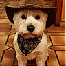 Smoky a rejoint le concours — aidez-le/la à gagner de superbes lots ! dog, pet, cowboy_hat, bandana, small_dog, indoor, floor_tiles, brown_hat, white_fur, portrait, animal, cute, costume, pet_accessory, looking_at_camera, sitting, adorable, domestic_animal, face, fur