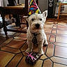 Smoky participe au concours pour gagner de l'argent avec cette photo : canidae, carnivore, companion_dog, dog, dog_breed, floor, flooring, glen_of_imaal_terrier, irish_soft_coated_wheaten_terrier, mammal, miniature_schnauzer, puppy, rare_breed_dog, sealyham_terrier, small_terrier, sporting_lucas_terrier, terrier, vertebrate, west_highland_white_terrier, wire_hair_fox_terrier