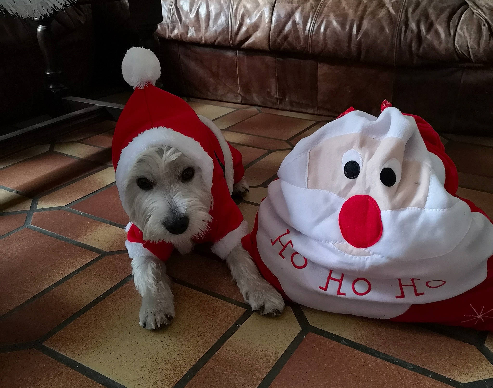 Smoky a rejoint le concours — aidez-le/la à gagner de superbes lots ! canidae, carnivore, companion_dog, coton_de_tulear, dog, dog_breed, maltese, mammal, non_sporting_group, puppy, rare_breed_dog, sealyham_terrier, snout, sporting_group, west_highland_white_terrier