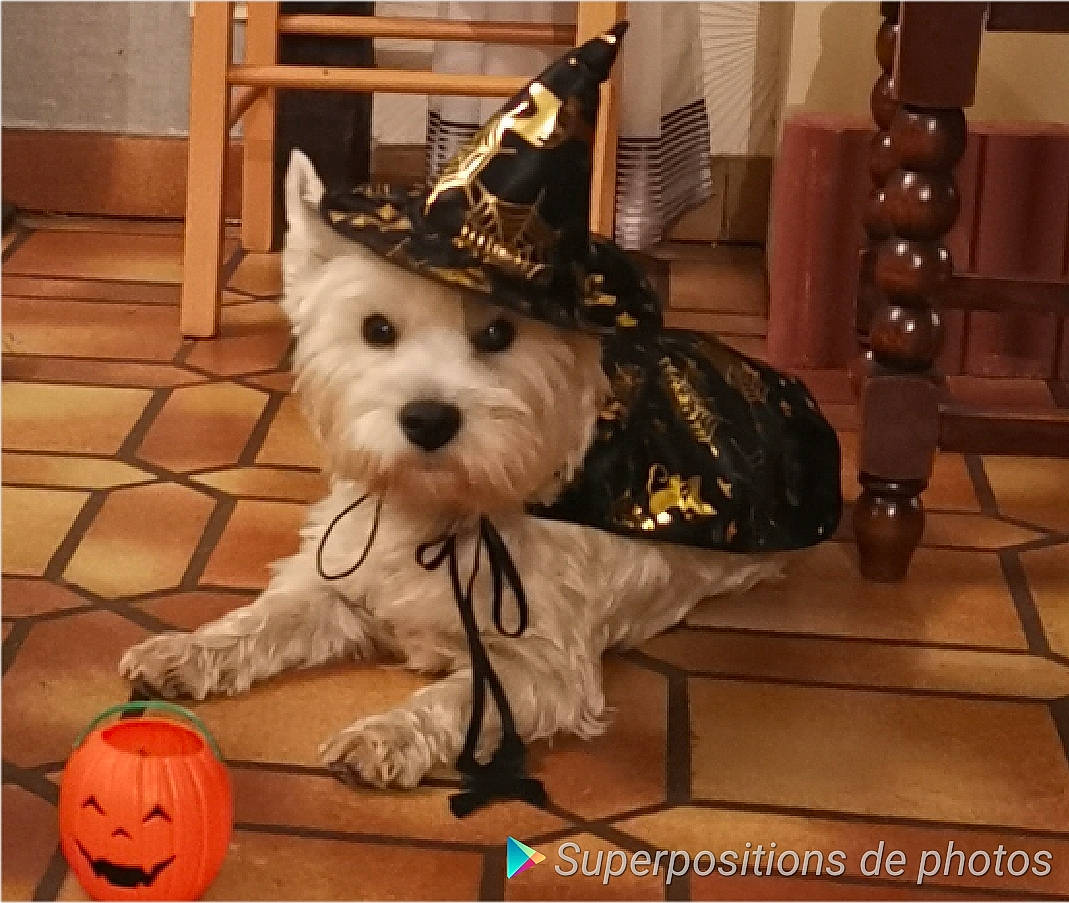 Smoky participe au concours pour gagner de l'argent avec cette photo : canidae, carnivore, companion_dog, dog, dog_breed, mammal, miniature_schnauzer, rare_breed_dog, schnauzer, scottish_terrier, sealyham_terrier, small_terrier, snout, standard_schnauzer, terrier, west_highland_white_terrier
