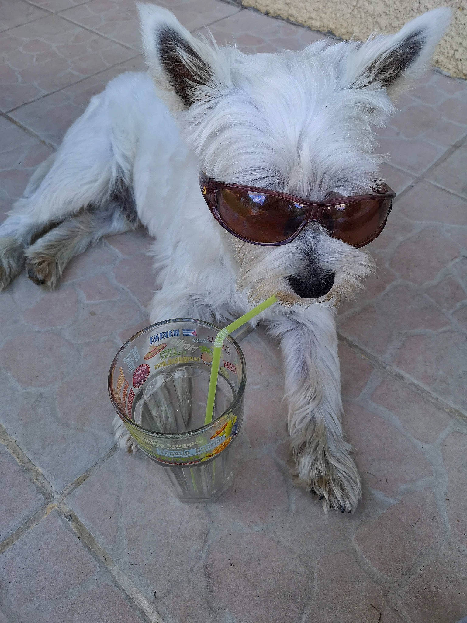 Smoky a rejoint le concours — aidez-le/la à gagner de superbes lots ! canidae, carnivore, collar, companion_dog, dog, dog_breed, dog_supply, drinking_straw, event, eyewear, fawn, fur, small_terrier, snout, sunglasses, tail, terrestrial_animal, toy_dog, whiskers, working_animal