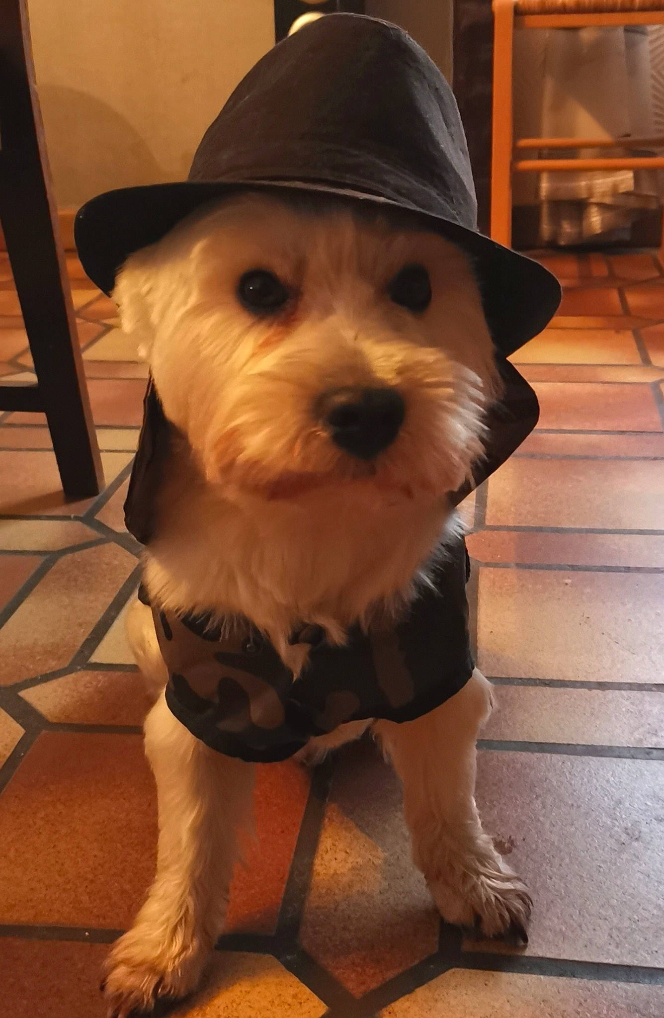 Smoky a rejoint le concours — aidez-le/la à gagner de superbes lots ! canidae, carnivore, companion_dog, costume_hat, dog, dog_breed, dog_clothes, dog_collar, dog_supply, fawn, flooring, fur, hat, small_terrier, snout, sporting_group, terrier, toy_dog, wood, working_animal