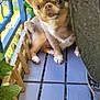 animal, balcony, blue, canine, chihuahua, cute, dog, flooring, fur, greenery, leaf, outdoor, pet, plant, porch, potted_plant, puppy, sitting, small_dog, wooden_fence