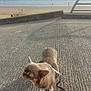 dog, small_dog, leash, concrete, beach, ocean, sky, outdoor, daytime, pet, animal, brown_dog, texture, patterned_clothing, relaxation, nature, seaside, calm, walking, sunlight