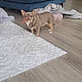 Paulette a rejoint le concours — aidez-le/la à gagner de superbes lots ! dog, chihuahua, chew_stick, wooden_floor, white_rug, blue_chair, lamp, blanket, cardboard_boxes, living_room, pet, indoor, small_dog, flooring, cozy, home_interior, furniture, domestic, cute, animal