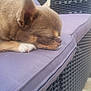 Paulette a rejoint le concours — aidez-le/la à gagner de superbes lots ! dog, sleeping, small_dog, puppy, outdoor, cushion, purple, wicker_chair, pet, relaxed, cozy, nature, furniture, closeup, side_view, nap, calm, animal, resting, paw