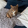 animal, brown_dog, chihuahua, companion, couch, cozy, cute, dog, domestic_animal, ears, fluffy_blanket, fur, indoor, looking, pet, pillow, resting, sitting, small_dog, white_chest