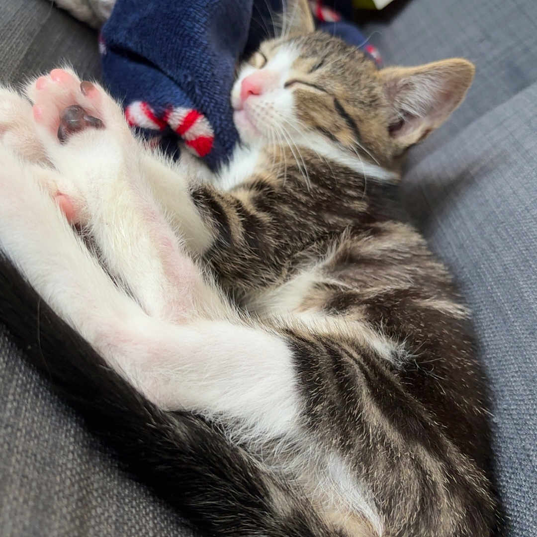Angel a rejoint le concours — aidez-le/la à gagner de superbes lots ! blanket, cat, couch, cozy, cute, domestic_animal, feline, fur, indoor, kitten, nap, paws, pet, relaxation, resting, sleeping, soft, striped, whiskers, young