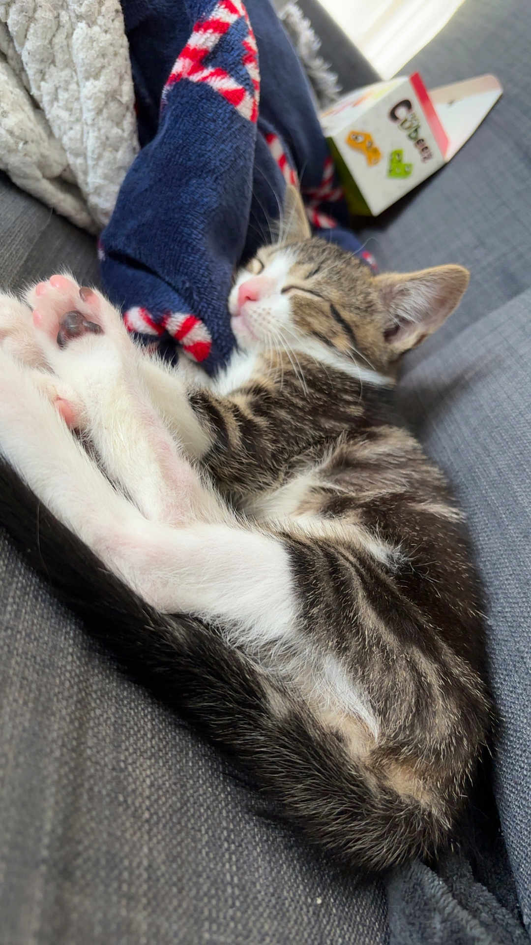 Angel a rejoint le concours — aidez-le/la à gagner de superbes lots ! kitten, cat, sleeping, couch, blanket, feline, cozy, nap, indoor, fur, whiskers, paws, pet, resting, soft, striped, young, cute, domestic_animal, relaxation